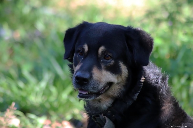 Old German Shepherd Dog – Classic Companion and Working Canine