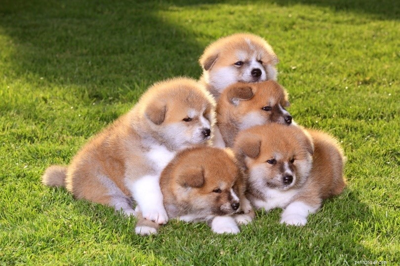 50 Intriguing Dog Facts You Never Knew – Uncover the Secrets of Your Furry Friend