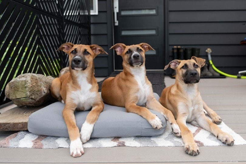 50 Intriguing Dog Facts You Never Knew – Uncover the Secrets of Your Furry Friend