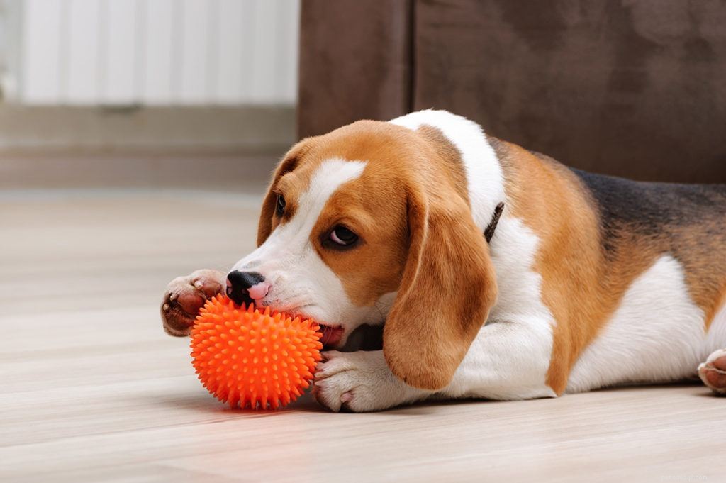 50 Intriguing Dog Facts You Never Knew – Uncover the Secrets of Your Furry Friend