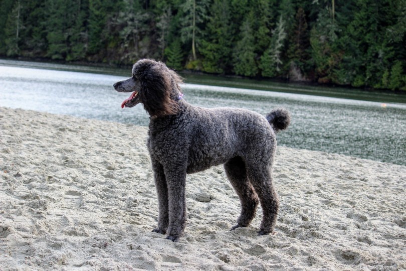 50 Intriguing Dog Facts You Never Knew – Uncover the Secrets of Your Furry Friend
