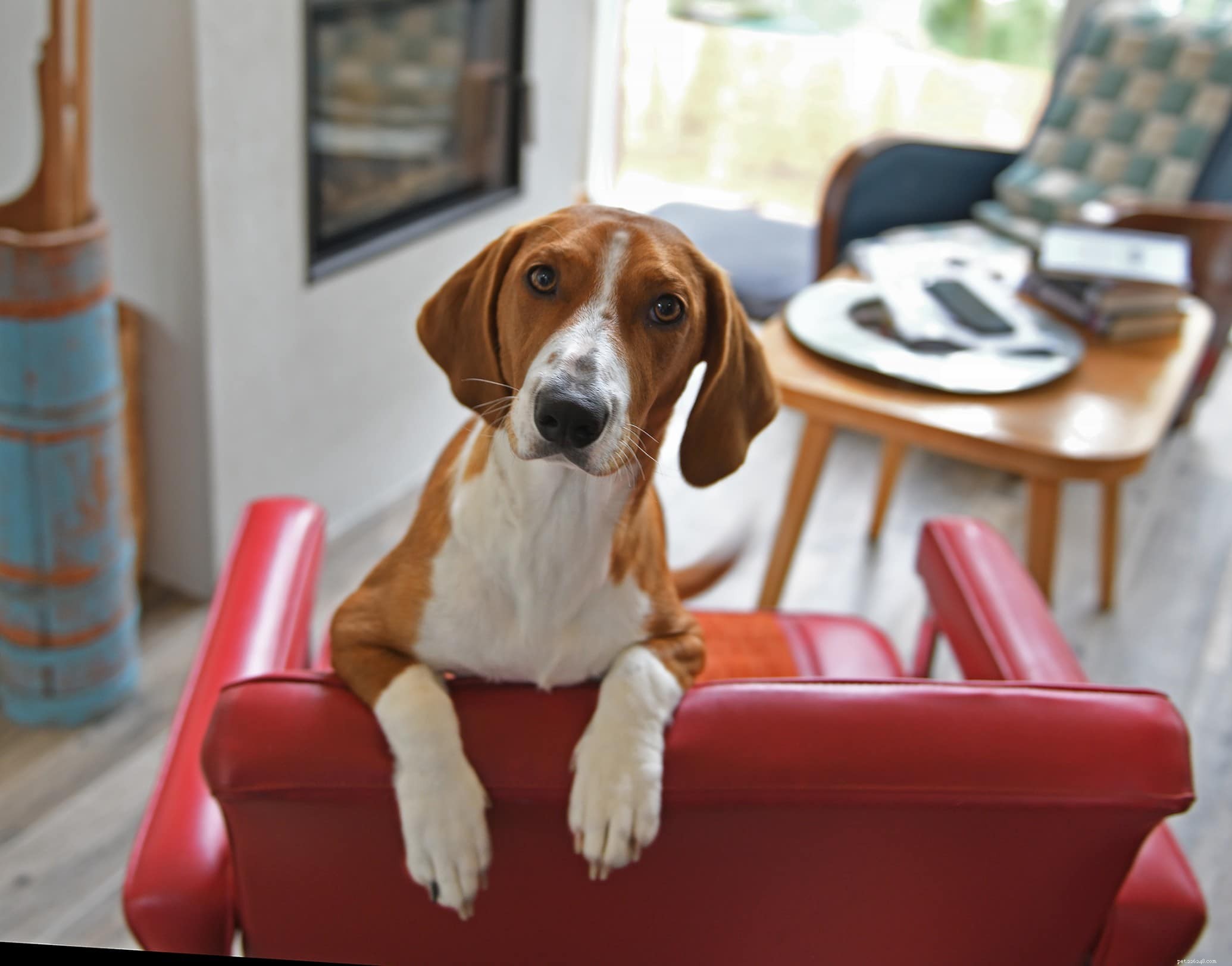 The Complete 2022 Dog Ownership Cost Guide: What to Expect