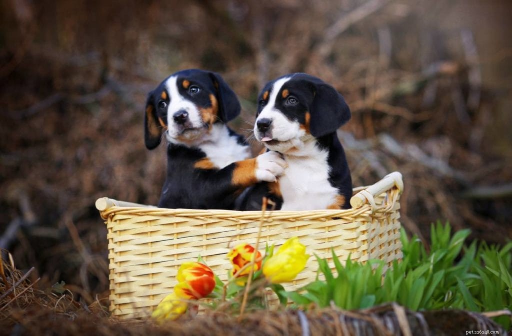 The Complete 2022 Dog Ownership Cost Guide: What to Expect