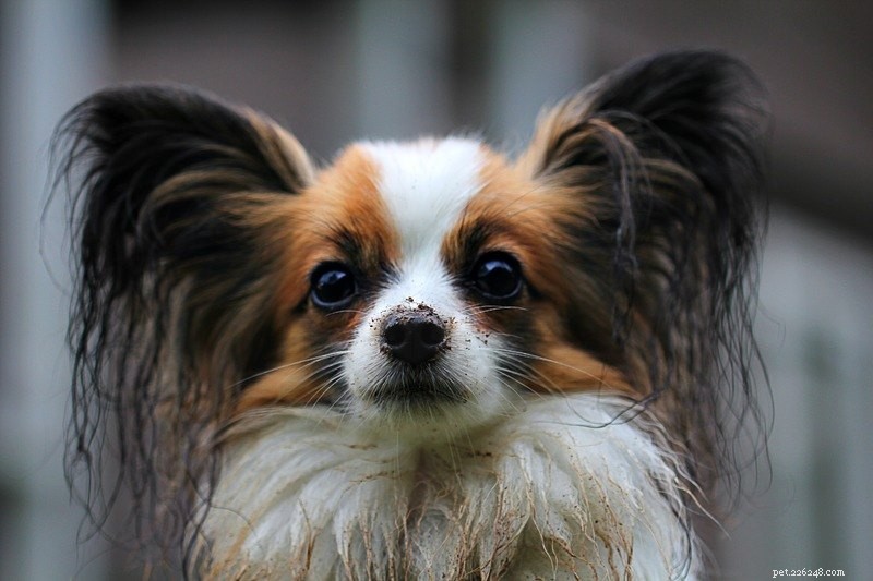 The Complete 2022 Dog Ownership Cost Guide: What to Expect