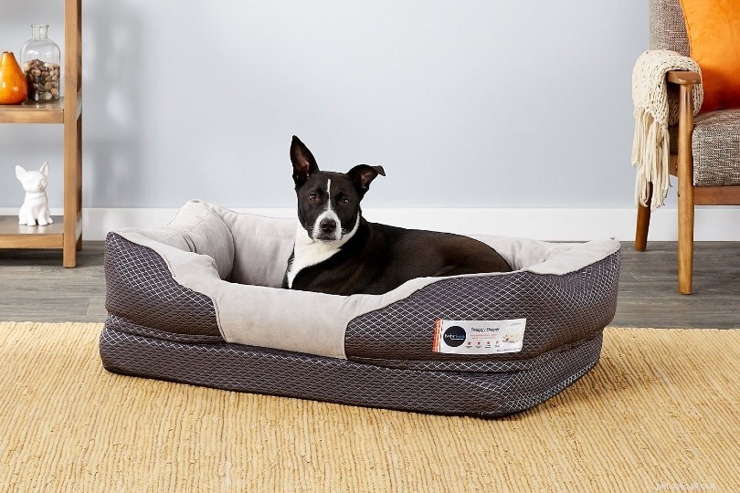 The Complete 2022 Dog Ownership Cost Guide: What to Expect