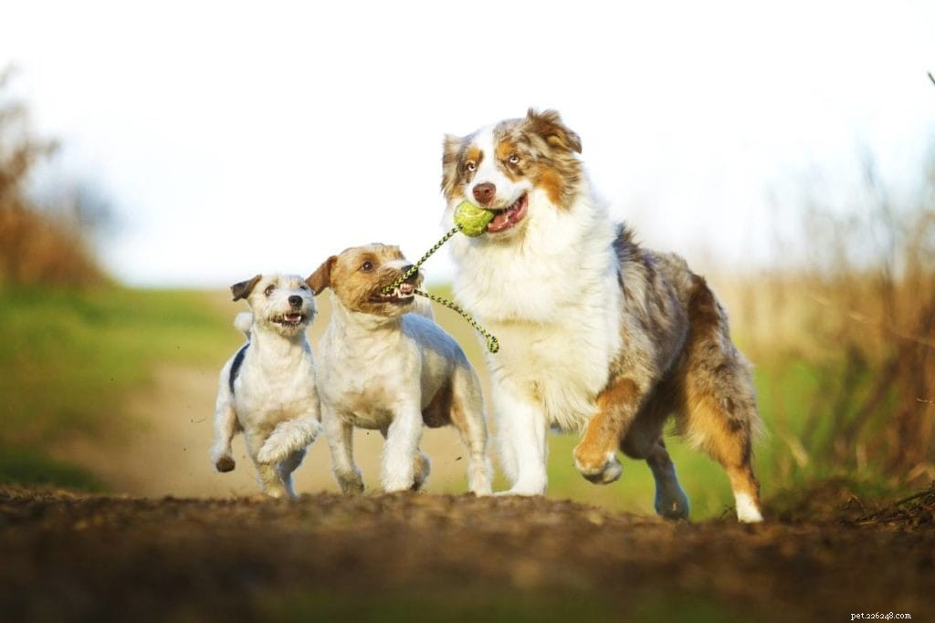 The Complete 2022 Dog Ownership Cost Guide: What to Expect
