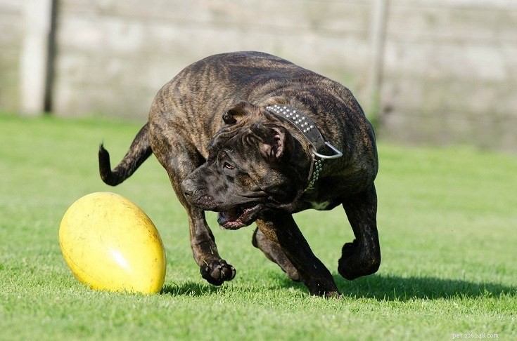 The Complete 2022 Dog Ownership Cost Guide: What to Expect