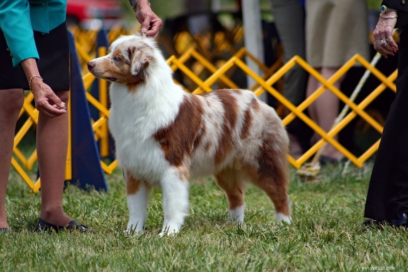 14 Surprising Insights Into Dog Shows You Didn t Know
