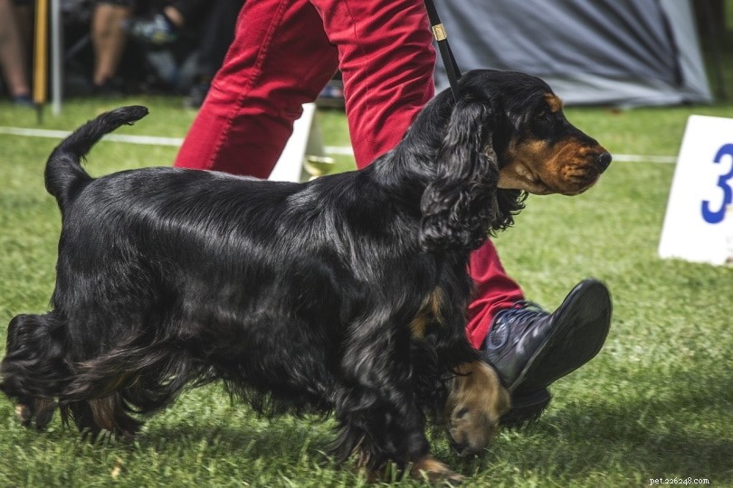 14 Surprising Insights Into Dog Shows You Didn t Know