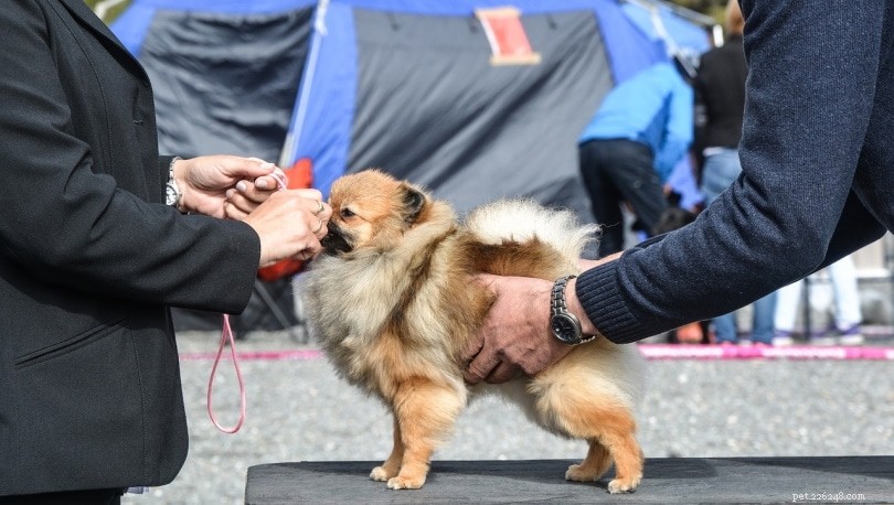 14 Surprising Insights Into Dog Shows You Didn t Know