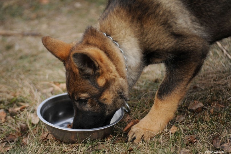 Understanding Why Dogs Pee on Trees and How to Stop It