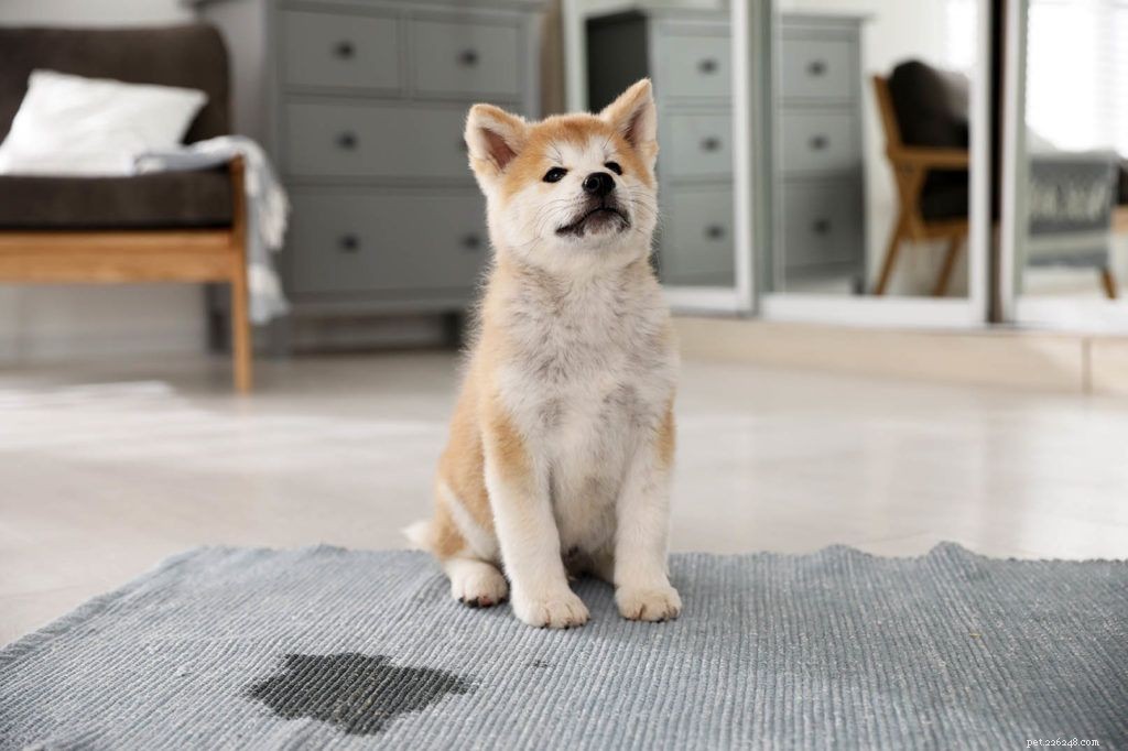 Understanding Why Dogs Pee on Trees and How to Stop It