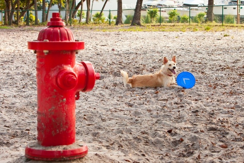 Understanding Why Dogs Pee on Fire Hydrants: Common Causes Explained