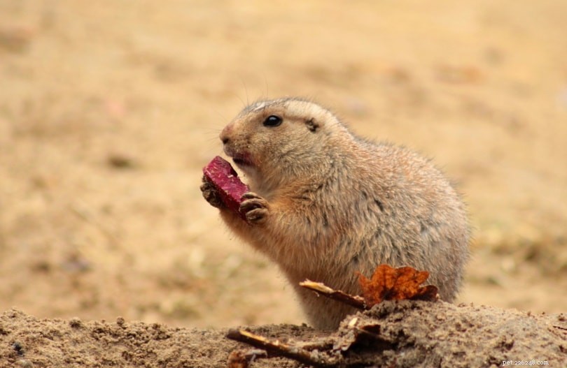 Are Prairie Dogs Right for Your Home? Essential Facts for Prospective Owners