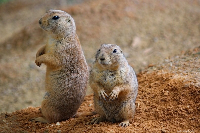 Are Prairie Dogs Right for Your Home? Essential Facts for Prospective Owners