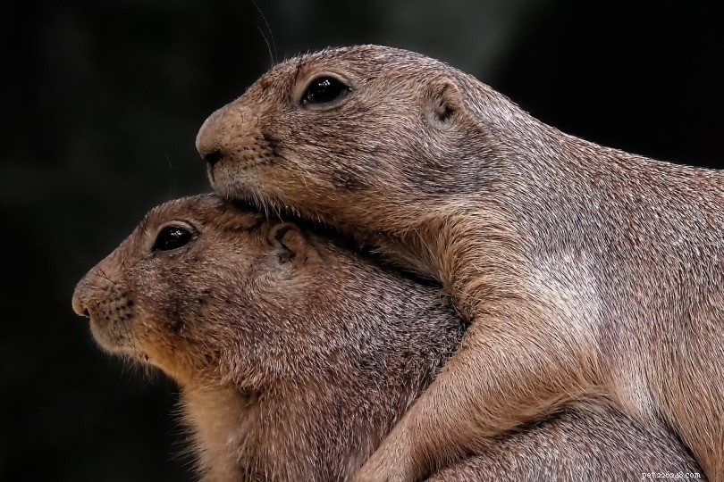 Are Prairie Dogs Right for Your Home? Essential Facts for Prospective Owners