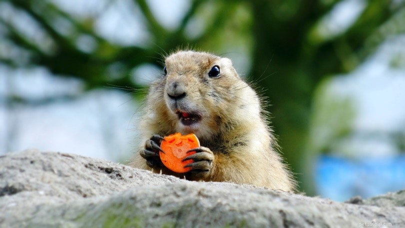 Are Prairie Dogs Right for Your Home? Essential Facts for Prospective Owners