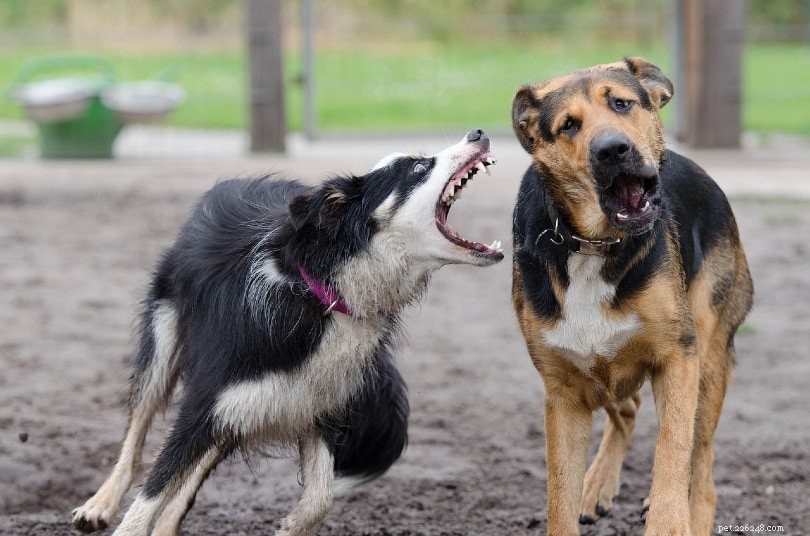 Debunking 15 Common Dog Myths: The Truth Behind What You Think You Know