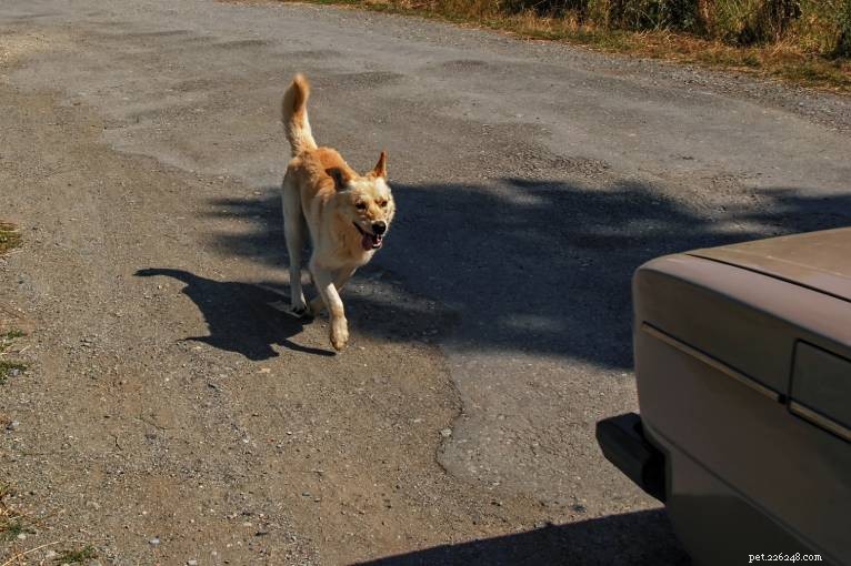 Why Dogs Chase Cars: 6 Key Causes & How to Stop It