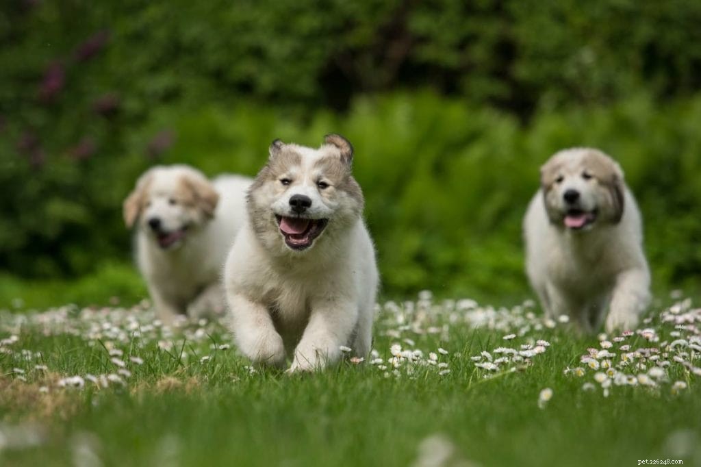 Why Dogs Chase Cars: 6 Key Causes & How to Stop It
