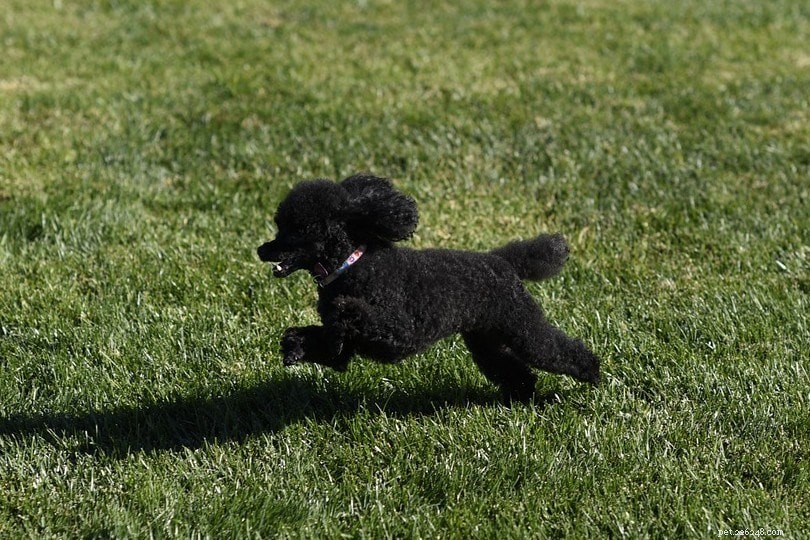 How Fast Can a Dog Run? Uncover the Truth About Canine Speed