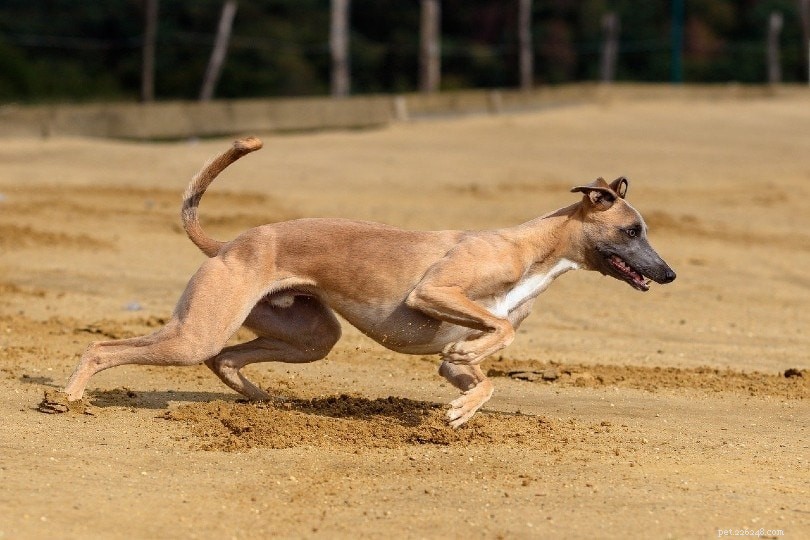 How Fast Can a Dog Run? Uncover the Truth About Canine Speed