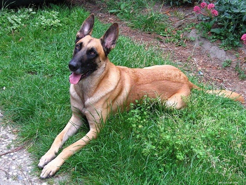 10 Dog Personality Types: Discover Which One Fits Your Pup
