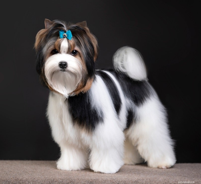 10 Dog Personality Types: Discover Which One Fits Your Pup