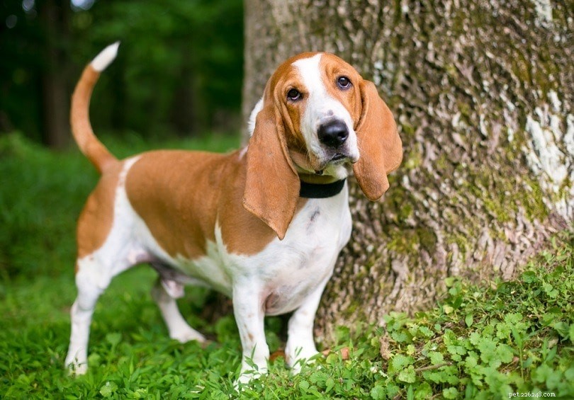 10 Dog Personality Types: Discover Which One Fits Your Pup