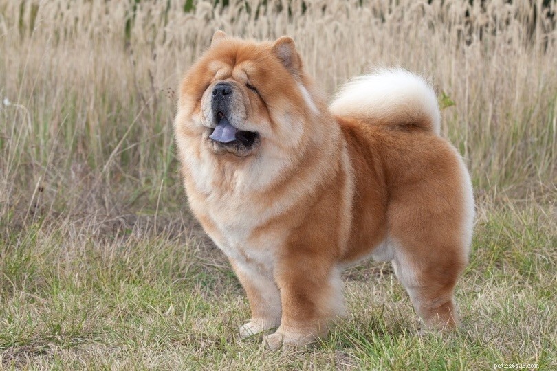 10 Dog Personality Types: Discover Which One Fits Your Pup
