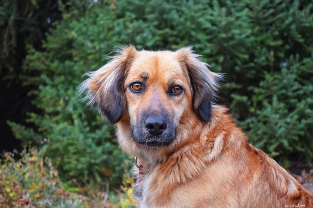 Understanding Your Dog s Stare: 4 Key Reasons Behind This Behavior