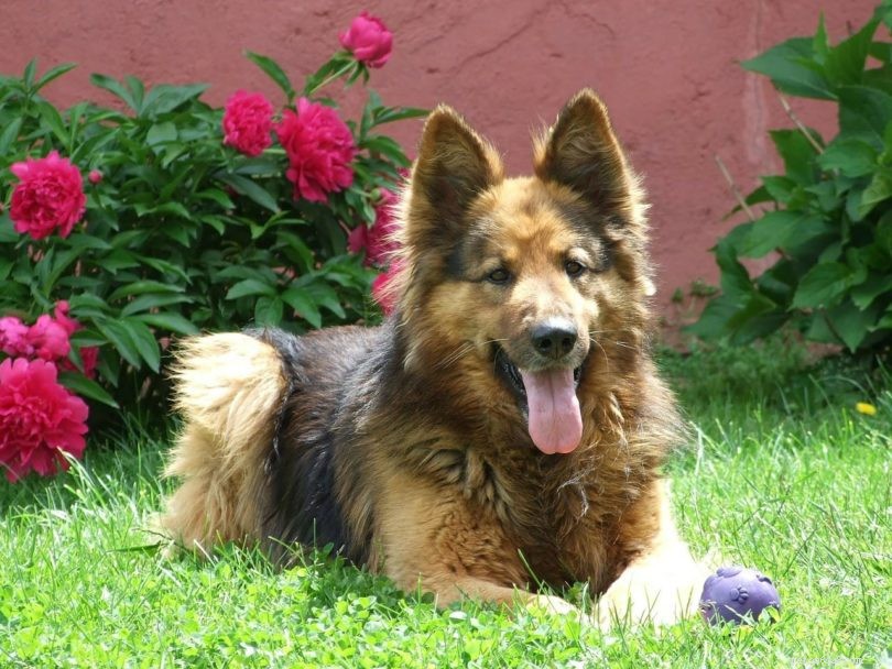 Finding the Ideal Mate for Your Dog—Offline & Online