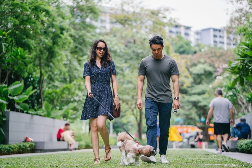 Finding the Ideal Mate for Your Dog—Offline & Online