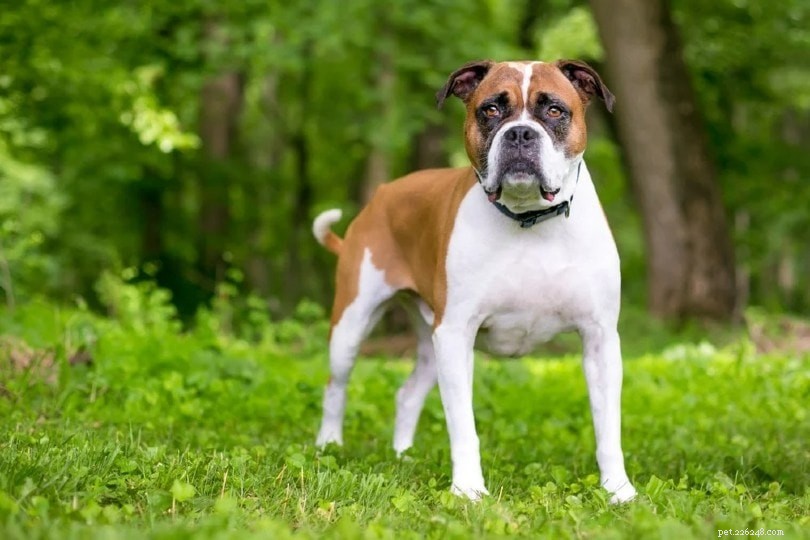 Finding the Ideal Mate for Your Dog—Offline & Online
