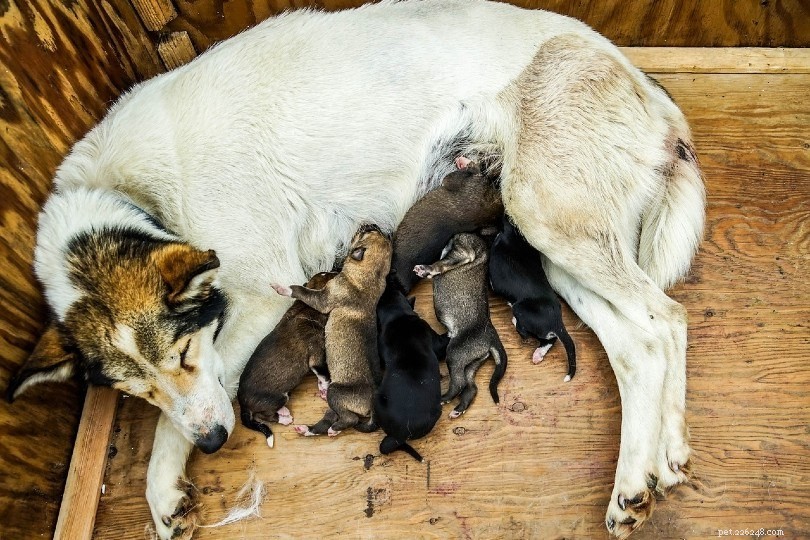 Finding the Ideal Mate for Your Dog—Offline & Online