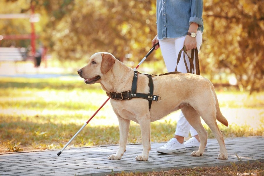 Why You Shouldn t Pet Service Dogs (and How to Respect Their Role)