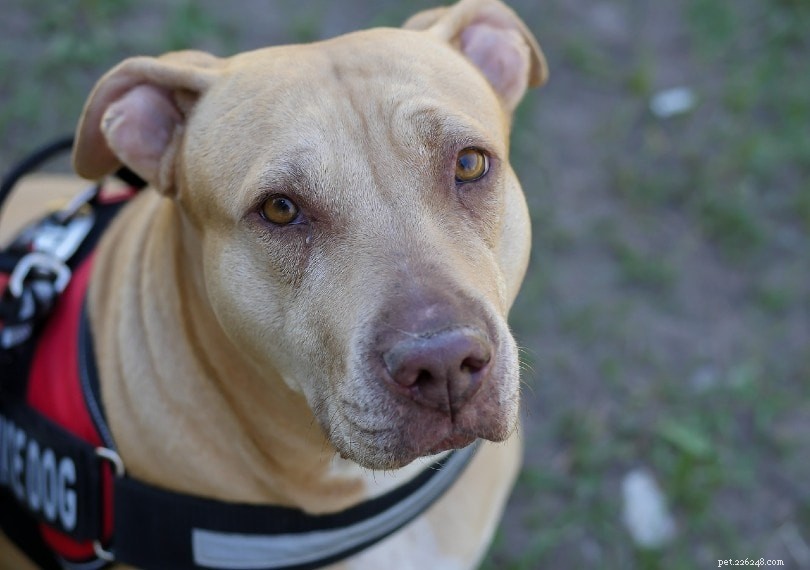 Why You Shouldn t Pet Service Dogs (and How to Respect Their Role)