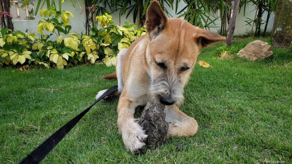 Why Dogs Eat Rocks: 11 Key Reasons & Proven Ways to Stop Them