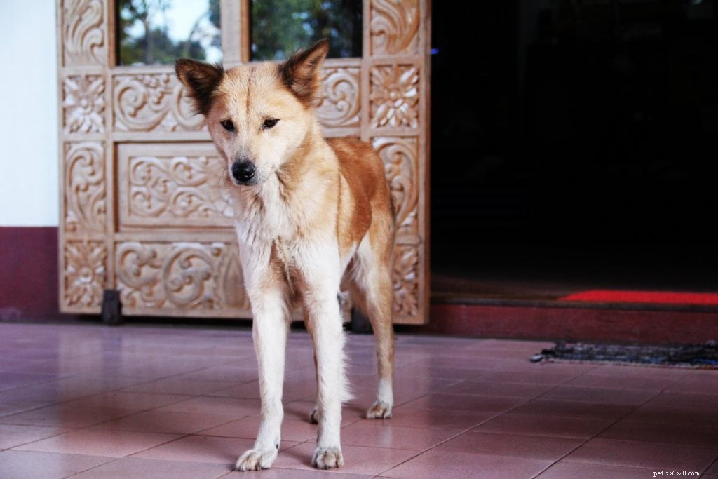 Why Dogs Eat Rocks: 11 Key Reasons & Proven Ways to Stop Them
