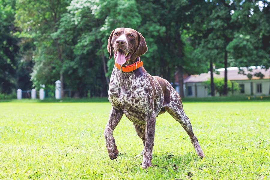 6 Key Reasons Your Dog Is Panting – Expert Insights