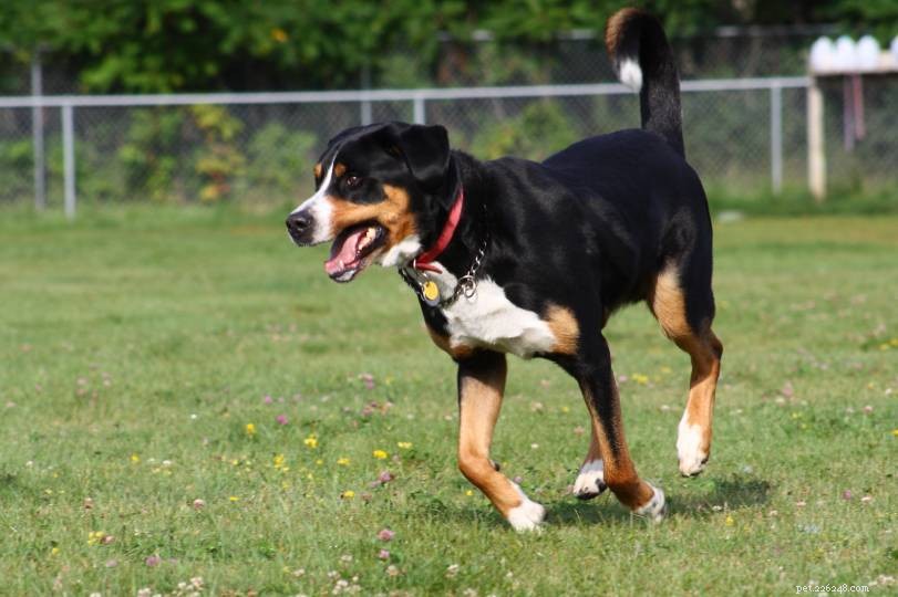 6 Key Reasons Your Dog Is Panting – Expert Insights