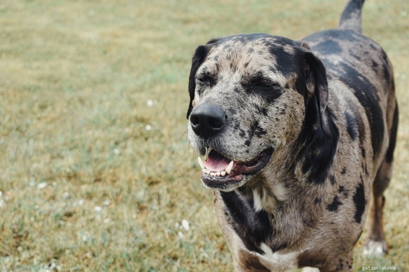 6 Key Reasons Your Dog Is Panting – Expert Insights