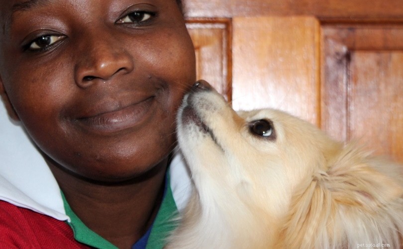 What Drives Your Dog to Lick You? Insights & Solutions