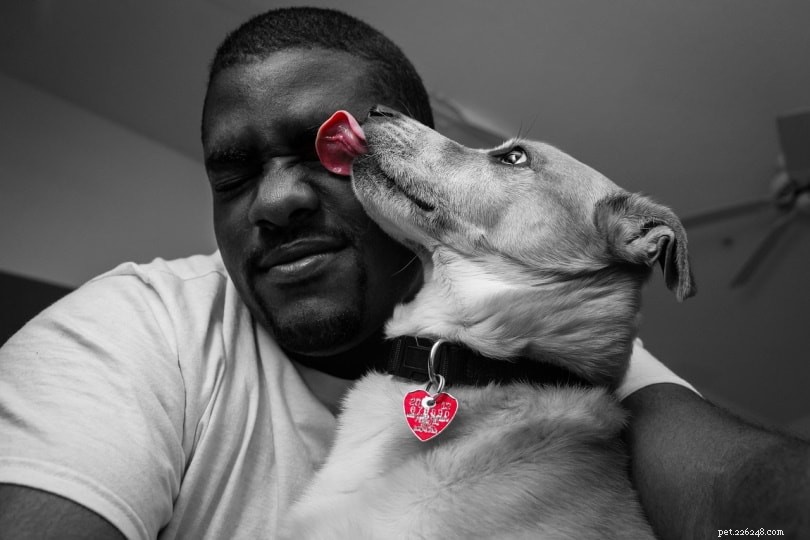 What Drives Your Dog to Lick You? Insights & Solutions