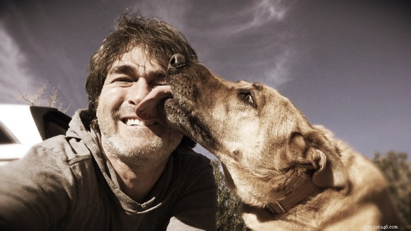 What Drives Your Dog to Lick You? Insights & Solutions