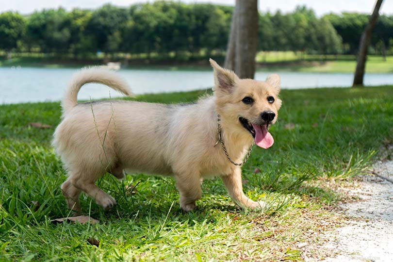 Understanding Your Dog s Tail Wag: 5 Key Reasons Behind the Behavior