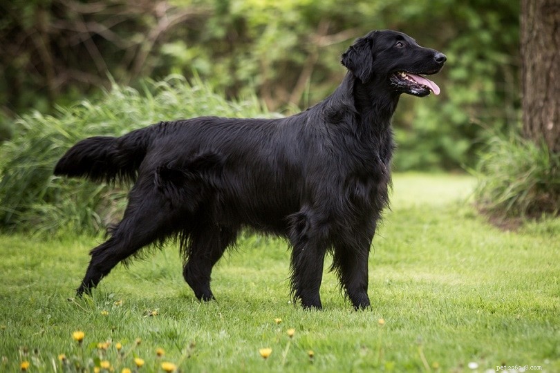 Understanding Your Dog s Tail Wag: 5 Key Reasons Behind the Behavior