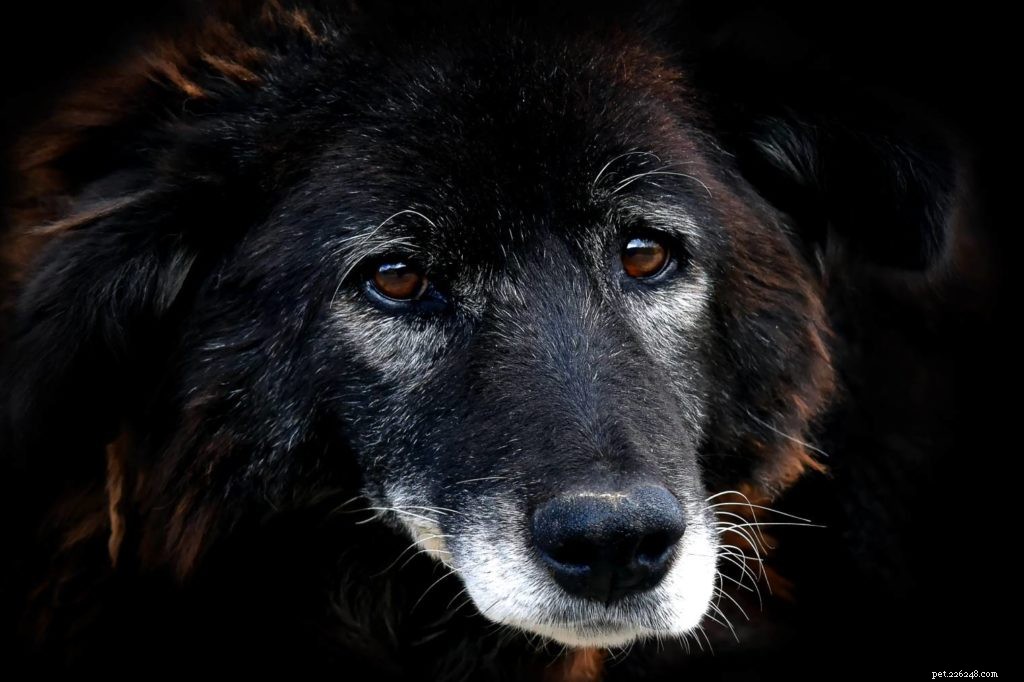 The Essential Role of Dog Whiskers: Why Every Canine Needs Them