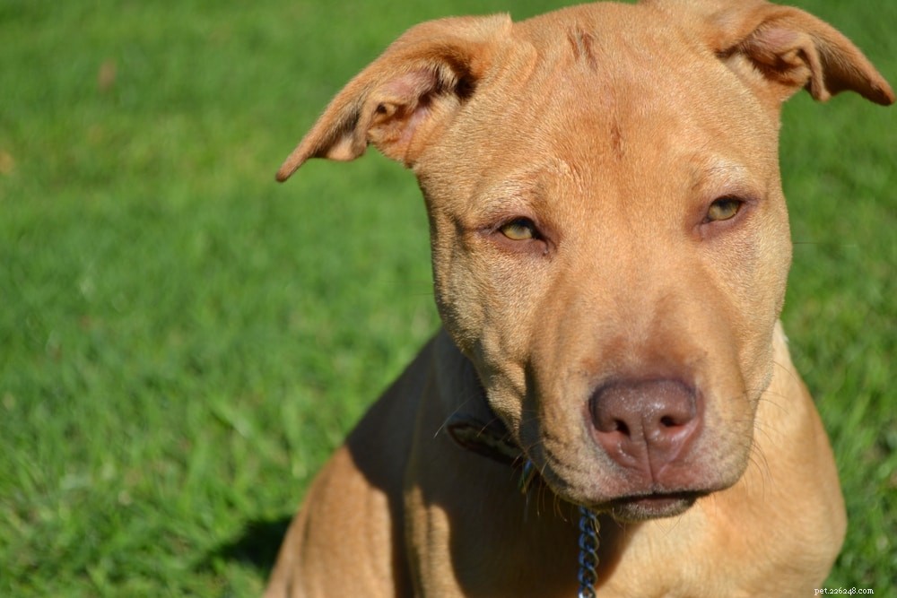 The Essential Role of Dog Whiskers: Why Every Canine Needs Them
