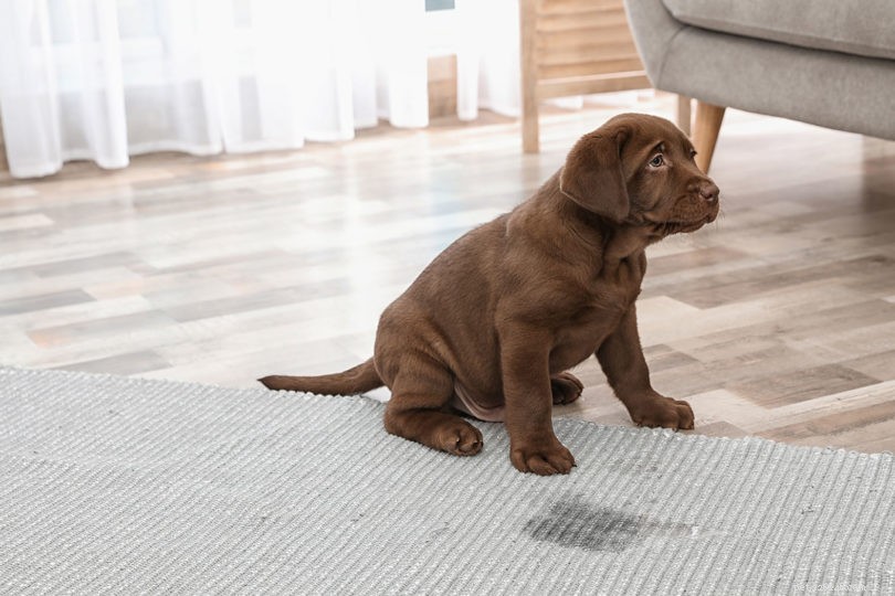 4 Common Causes of Excited Dog Urination—and Proven Ways to Prevent It